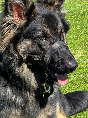 Customer photo review of Houndware 2-in-1 Pro Anti-Bark & Remote Training Collar - Upgrade