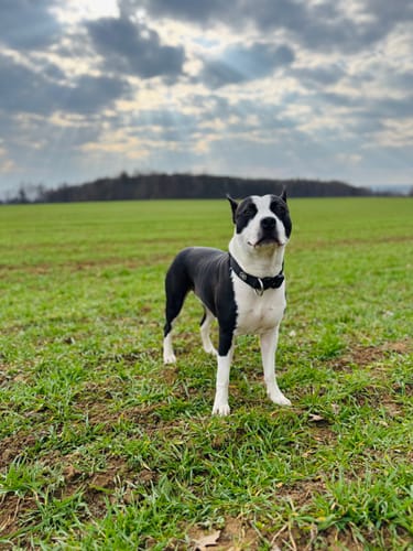 Customer photo review of 4cm Combat® Collar | Rated Clip - NO HANDLE - Black