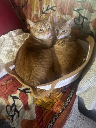 Customer photo review of Instinct Basket | Meet the first research-backed natural territory for indoor cats