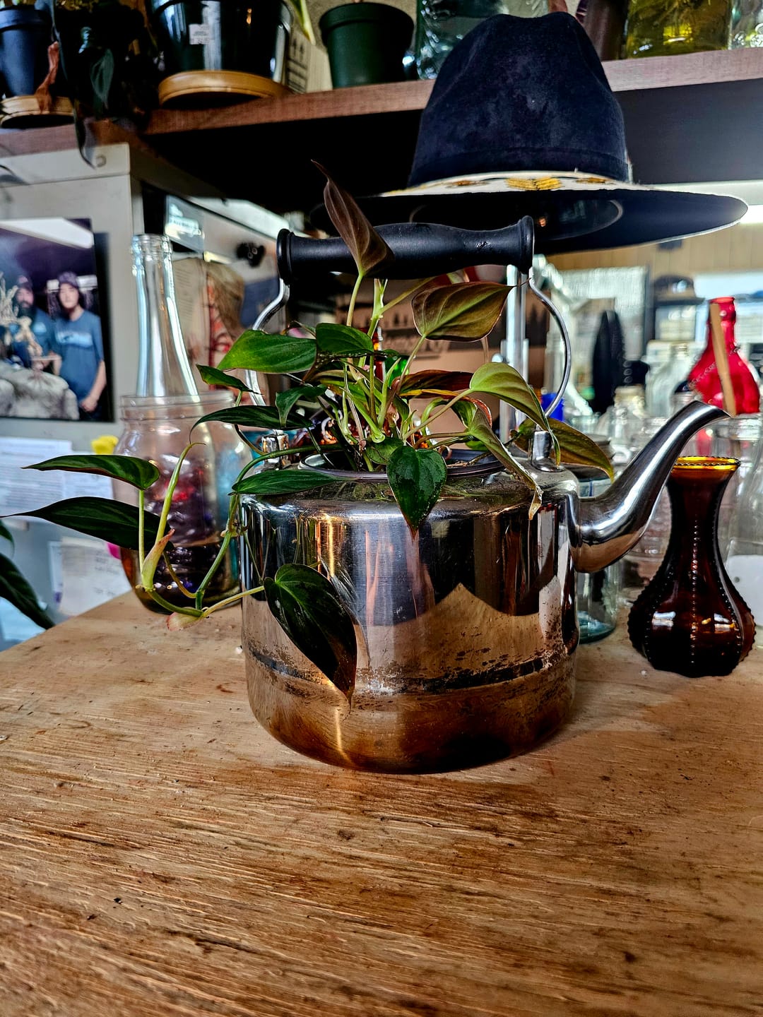 Customer photo review of Philodendron hederaceum 'Micans'