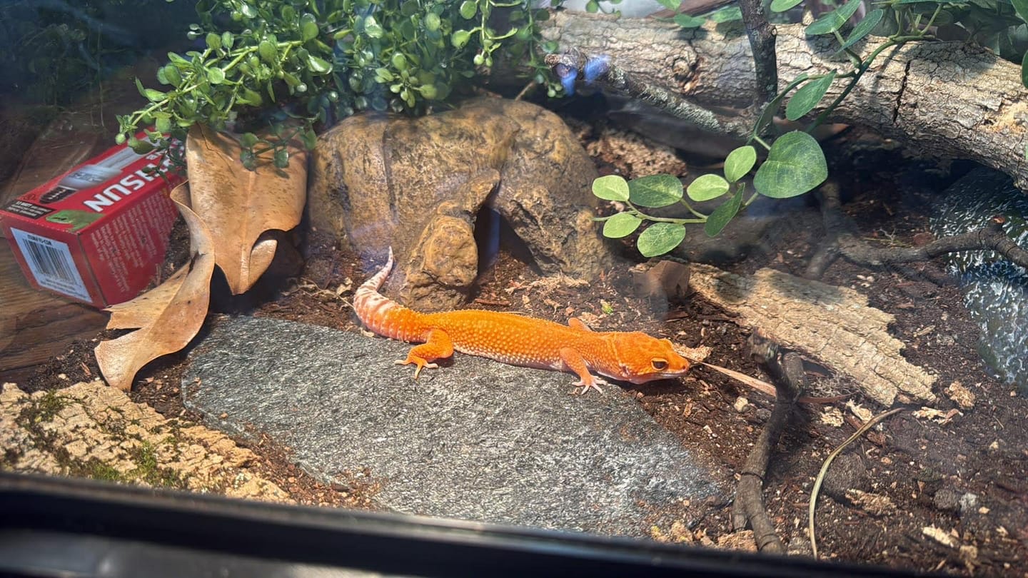 Customer photo review of Female Mandarin Inferno Tremper Albino White Lip Jungle