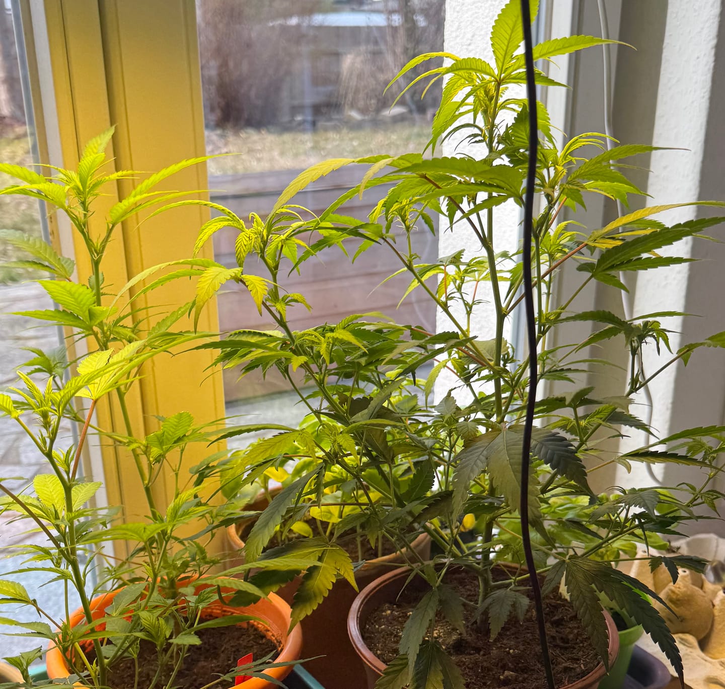 Customer photo review of Hanfstecklinge | Agent Orange