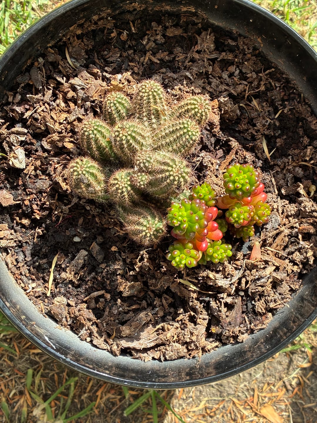 Customer photo review of Sempervivum Ciliosum (multi)