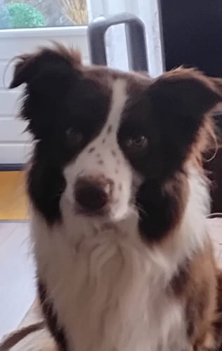 Customer photo review of Dramatisch Studio Portret Tegel – Jouw Huisdier als Professionele Fotokunst