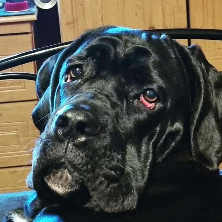 Customer photo review of Pet Probiotic Eye Care - 100ml Spray
