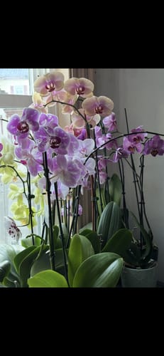 Customer's collection of colorful, healthy orchids thriving after using the Houseplant Pest Spray.