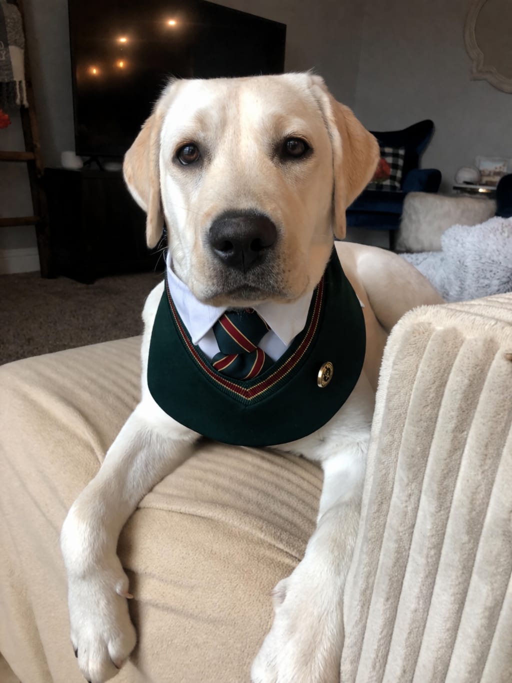 Customer photo review of Ivy – Red & Green Preppy Dog Bandana | Stylish Occasion Wear