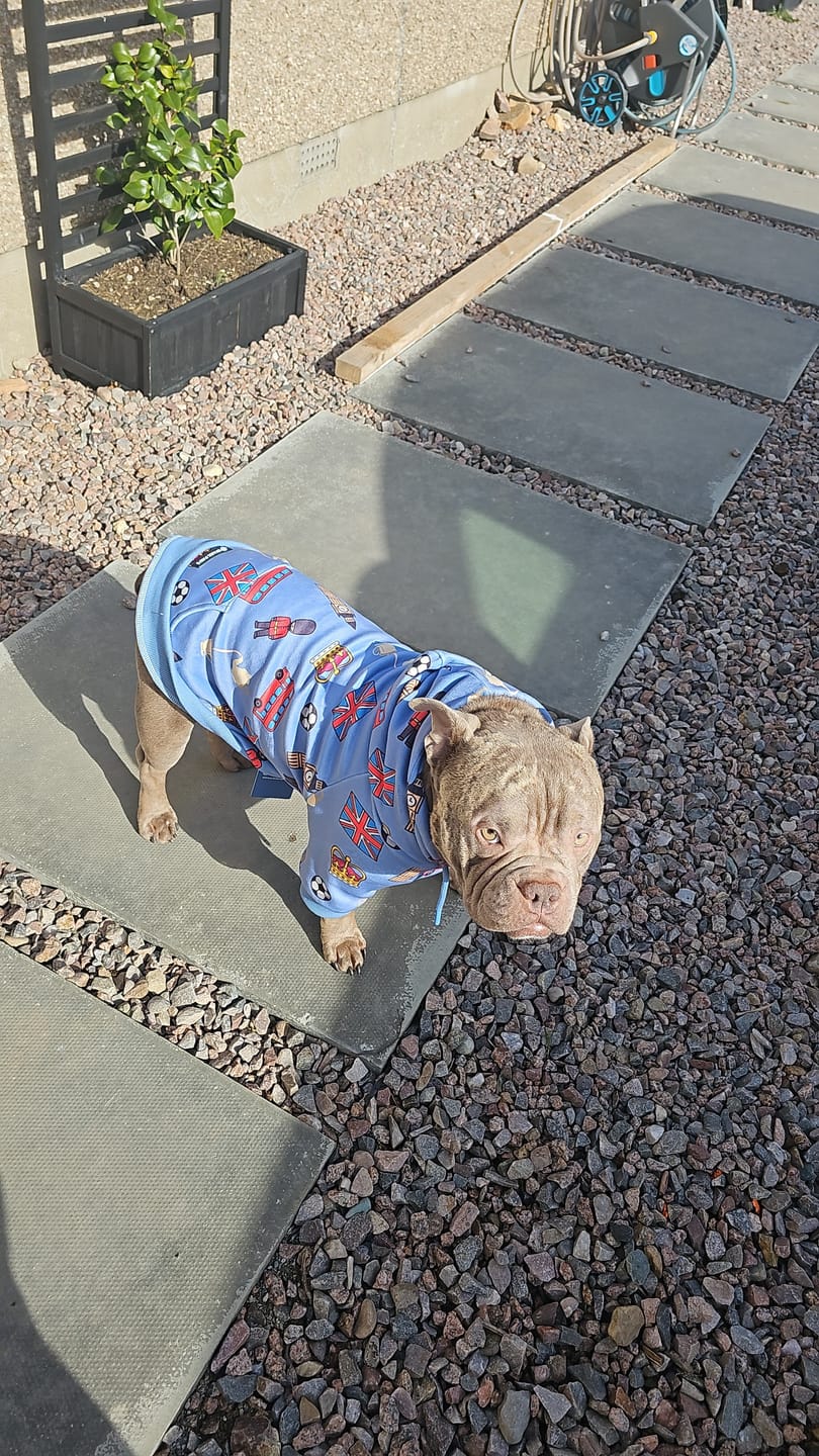 Customer photo review of Around the World Dog Hoodies