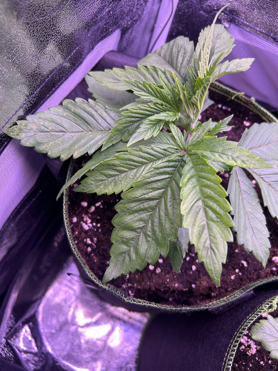 Customer photo review of Cookies F1 Cali Weed THC Samen – 50 Tage – Autoflower – Die schnellsten Cannabis Samen der Welt