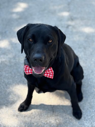 Customer photo review of Red Gingham Dog Bow Tie for Dog and Cat Collar