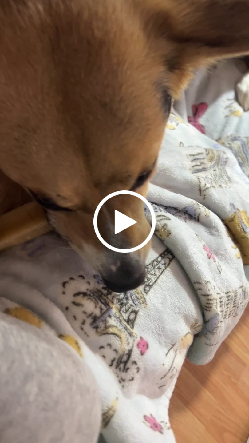 Customer video review of Himalayan Yak Chew (MEDIUM)