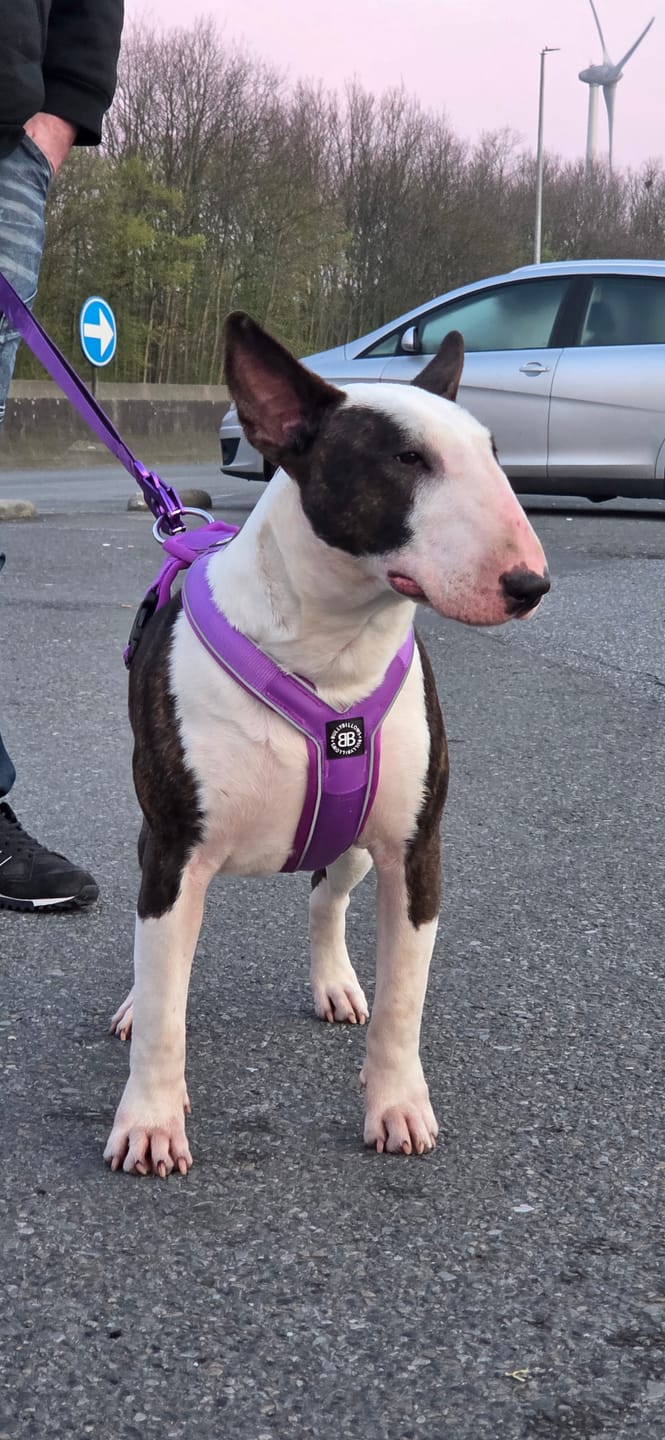 Customer photo review of Slip on Harness | Foam Padded - Purple