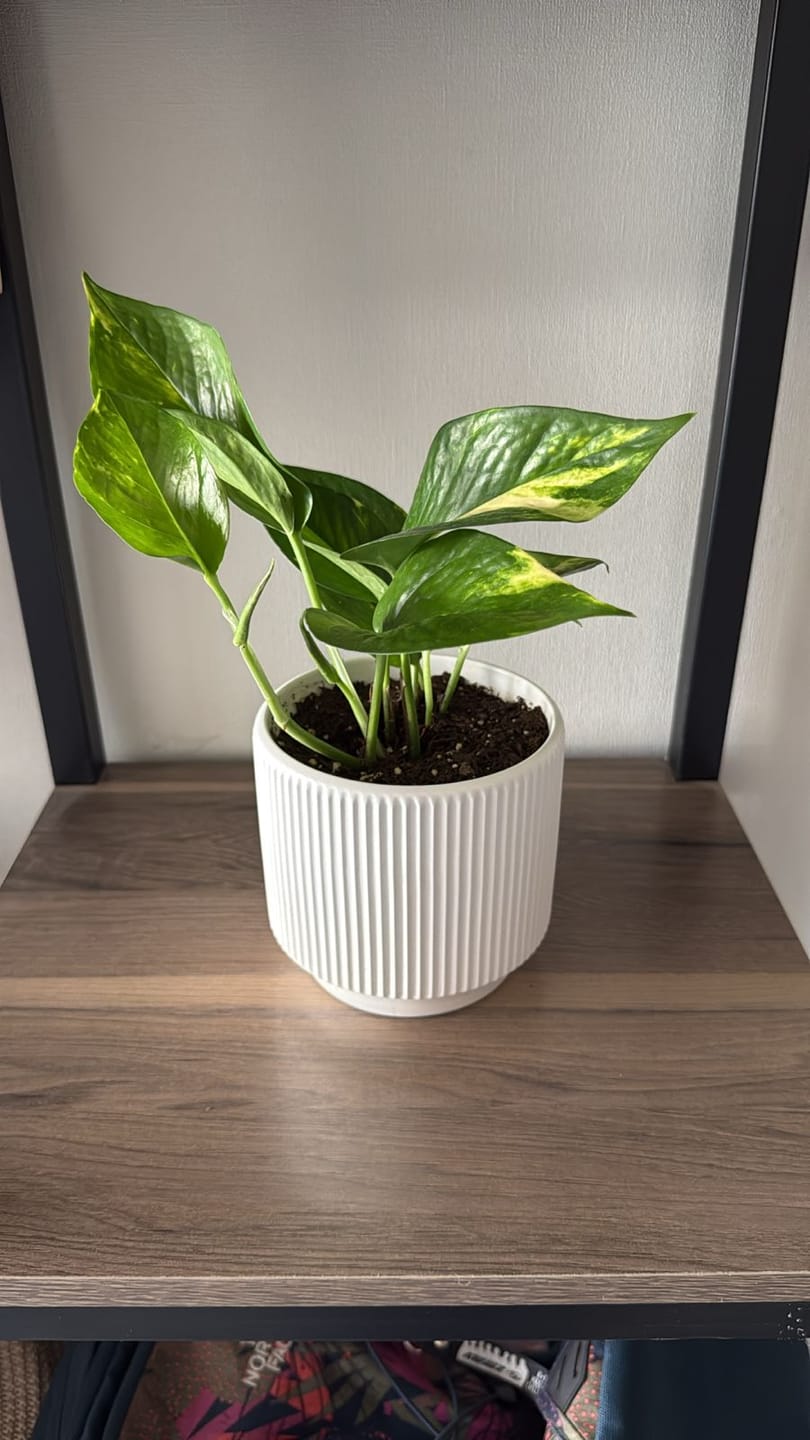 Customer photo review of Scindapsus (Pothus) macetero acanalado