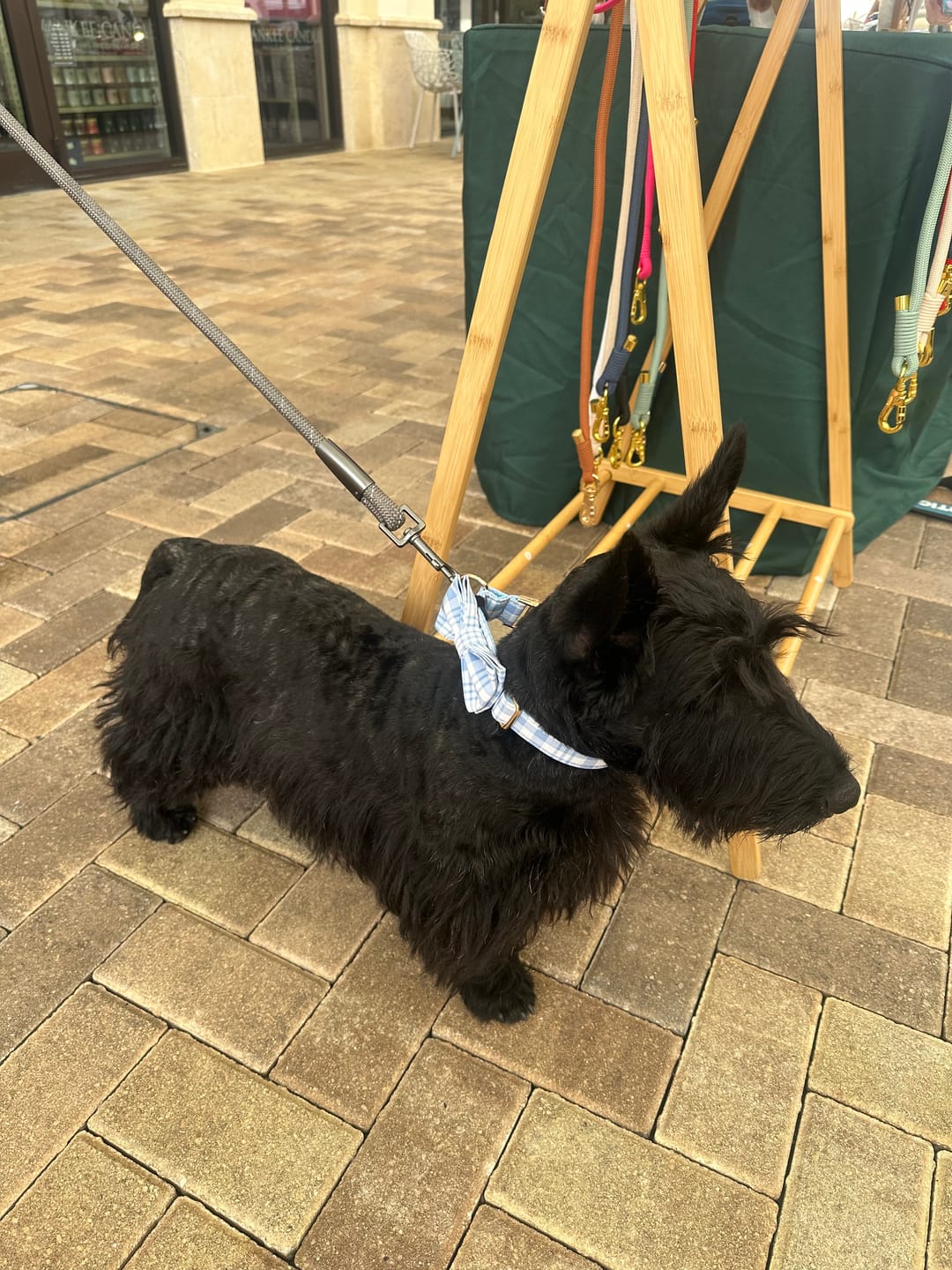Customer photo review of Daisy Paws Bowtie