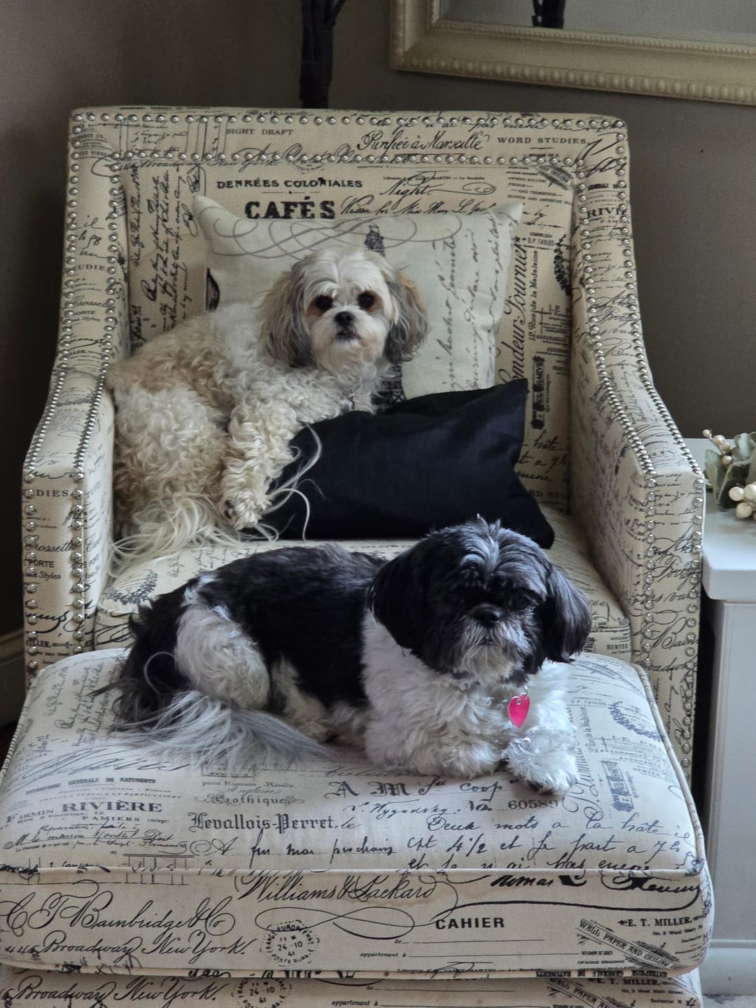 Customer photo review of Stick a Day Dogs | Beef Flavor | Specially Formulated 7-in-1 Functions Daily Real Meat Snacks for Dogs | Healthy Tasty Treat & Pet Vitamins & Supplements Combination (Pack of 28 Sticks)