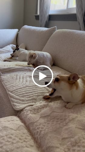 Customer video review of Chewy Ostrich Flat Tendon: Satisfying All-Natural Chew for Dental Health & Gentle Digestion