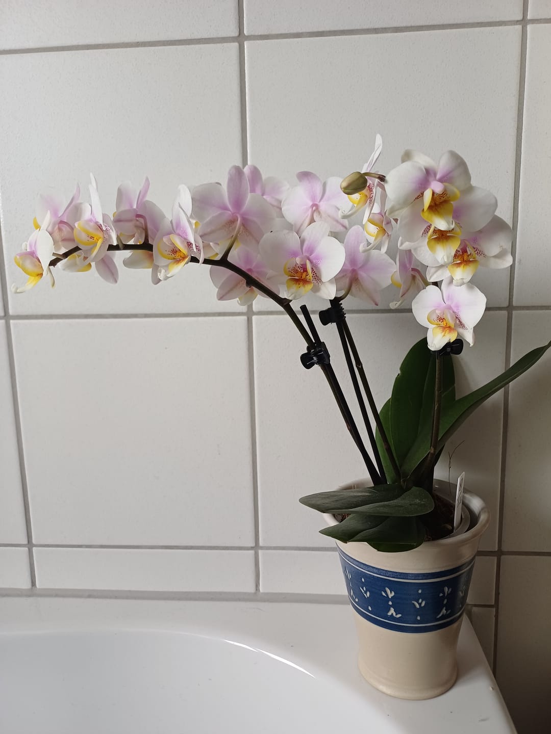 Customer photo review of Table Dance San José mit weiß-rosa Blüten und 3 Rispen