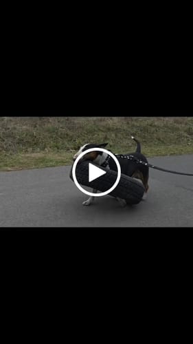 Customer video review of Szelki z raczką typu guard - Easy Walk Czarne