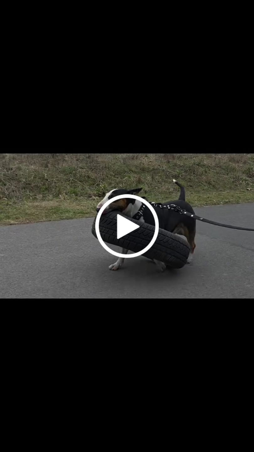 Customer video review of Szelki z raczką typu guard - Easy Walk Czarne