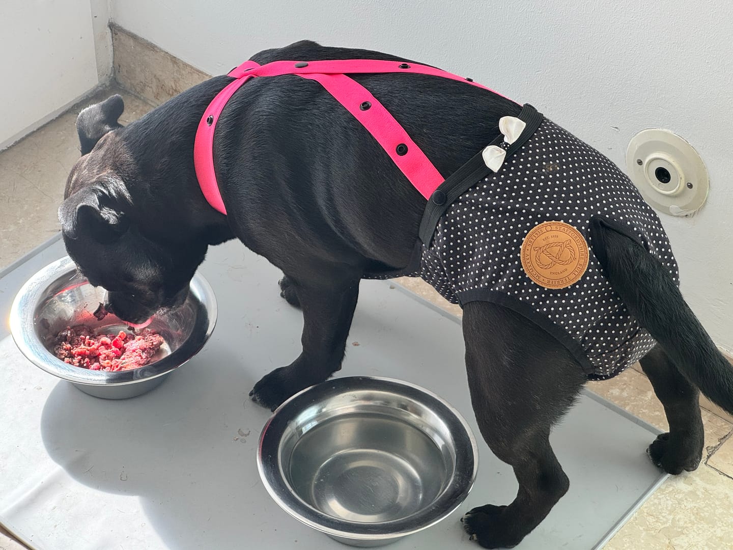 Customer photo review of Staffordshire Bull Terrier 1935® Hygiene Panties with Suspenders - Midnight