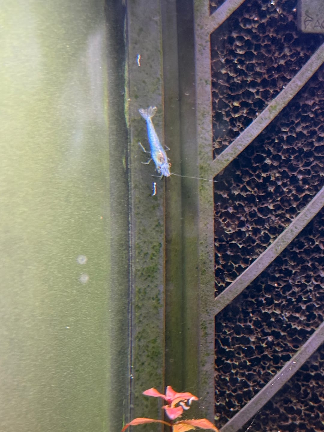 Customer photo review of Blue Velvet Shrimp