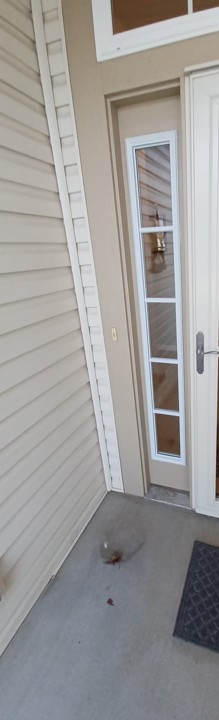 Customer photo review of Clear 5 Lite Glass and Frame Kit (Full Sidelite)
