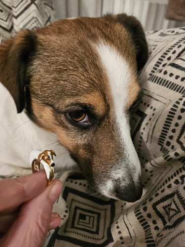 Customer photo review of Custom Dog Ring