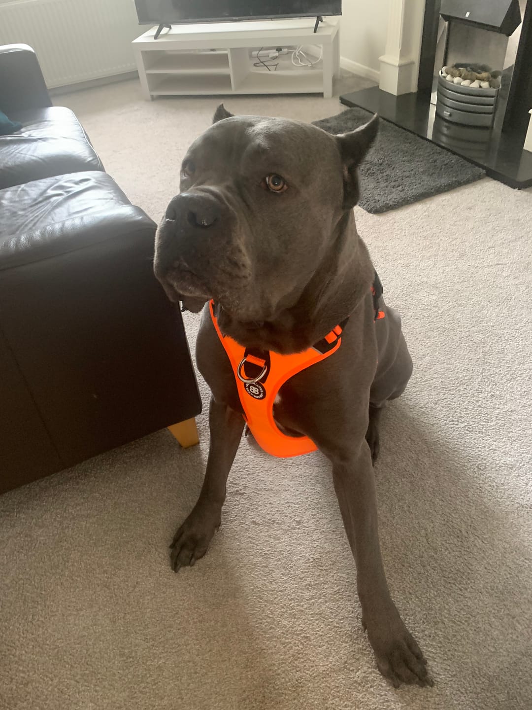 Customer photo review of Anti Pull Hurricane Harness Lighter | With Handle - Orange