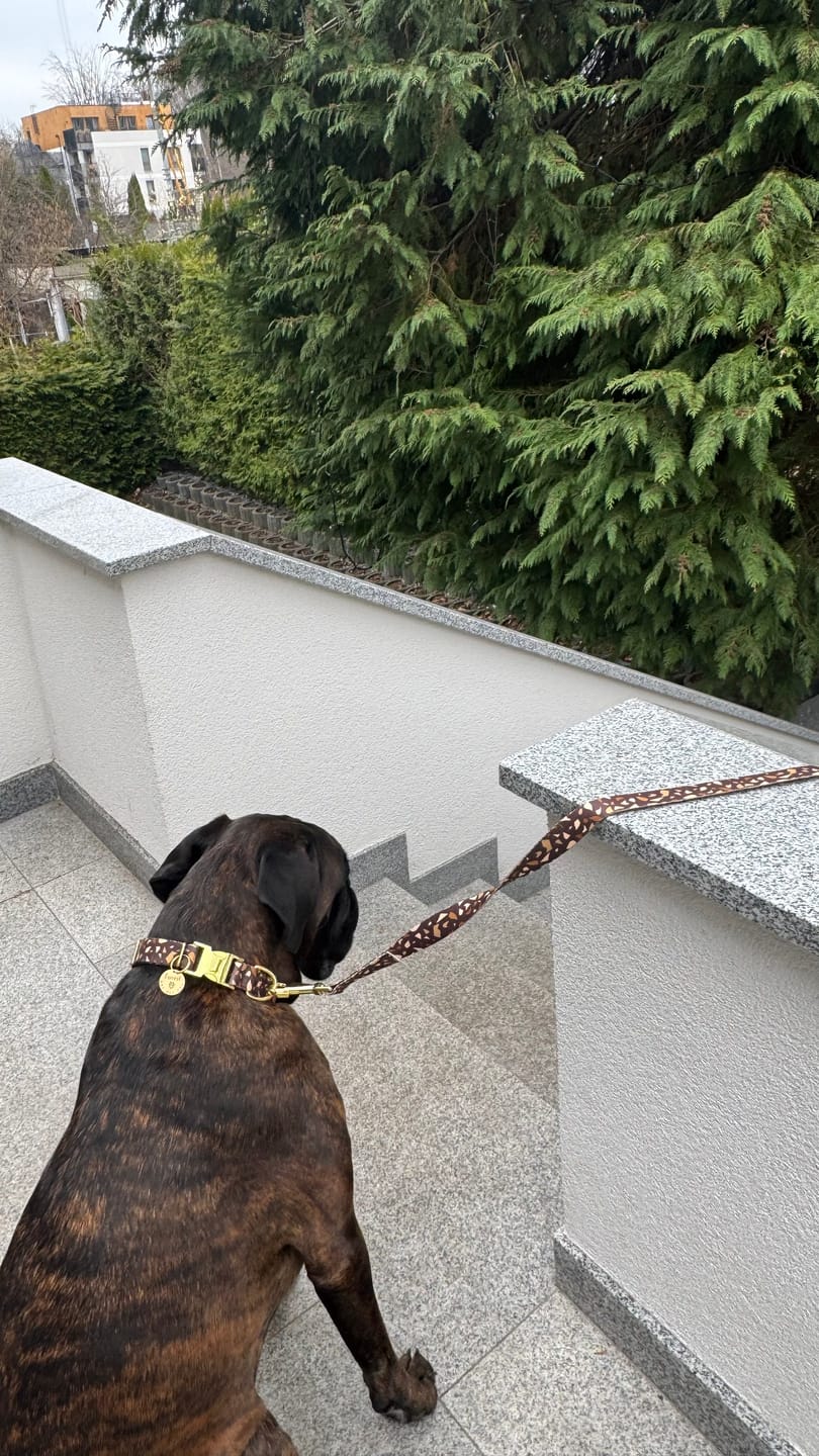 Customer photo review of Obroża "Brownie Terrazzo" - złote okucia