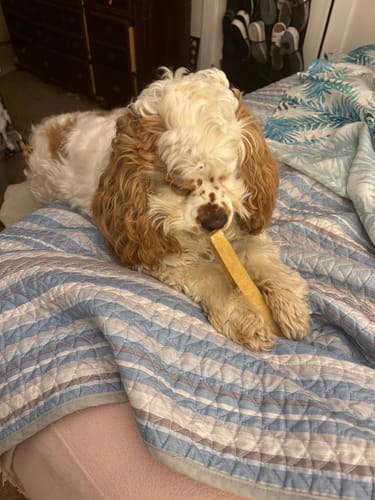 Customer's Cocker puppy chewing a Long-Lasting Yak Chew while lying on a striped quilt.