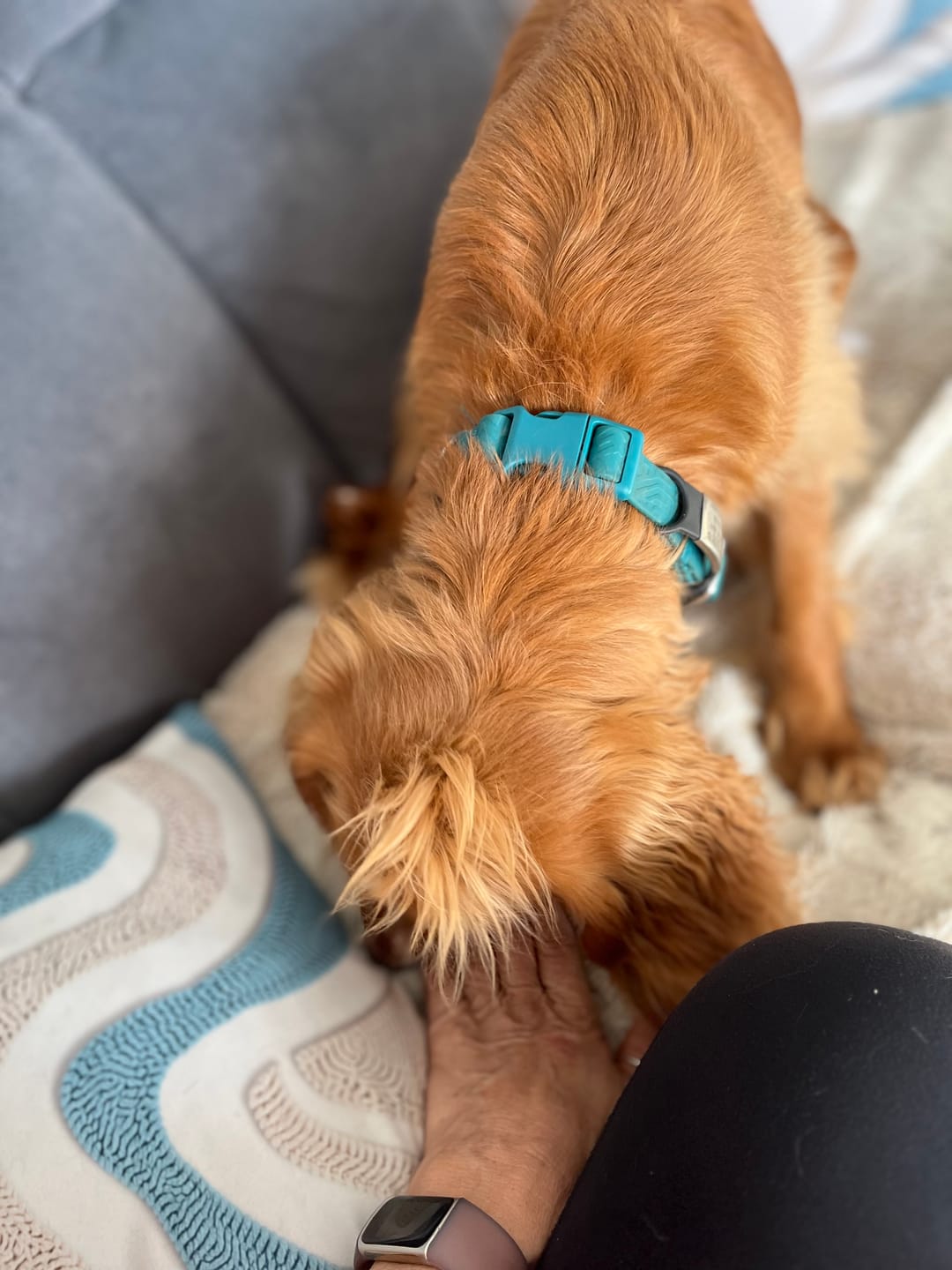 Customer photo review of Tidal Waterproof Collar