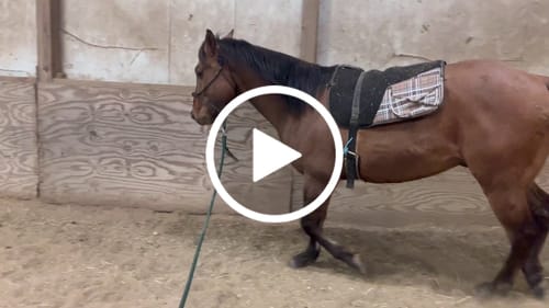 Customer video review of Timeless Collection Lead Ropes