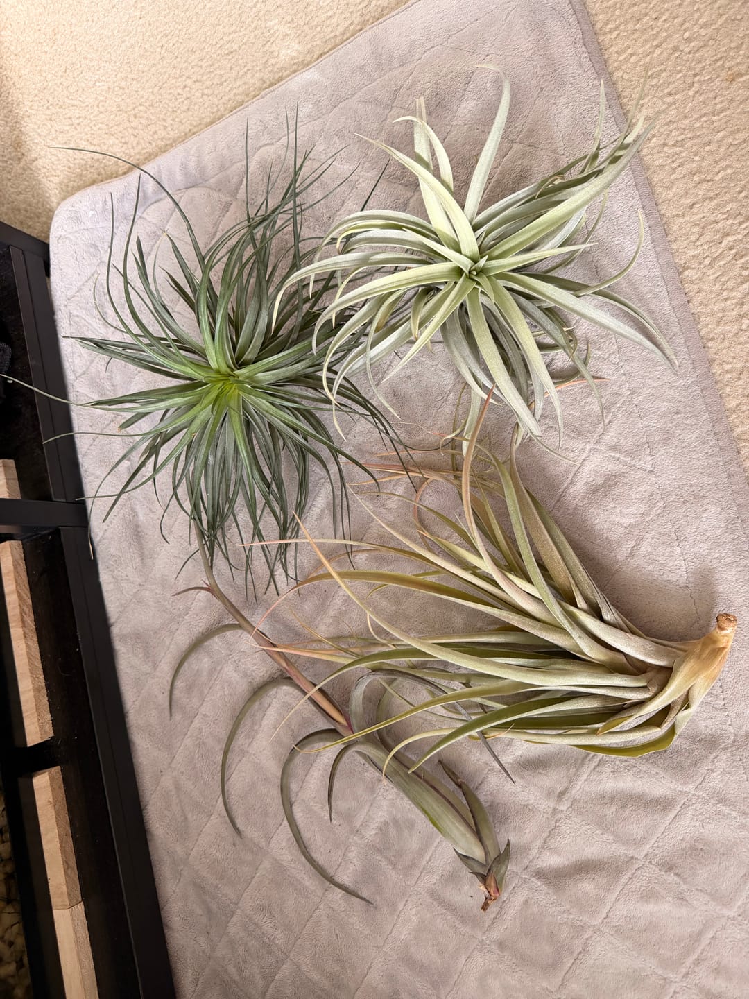 Customer photo review of Large Air Plants Mystery Box