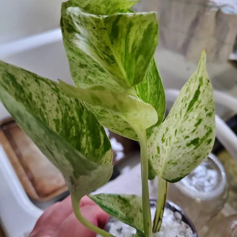 Customer photo review of Snow Queen Pothos Single Starter Plant in a 1.5" Pot - Epipremnum Aureum 'Snow Queen' - Variegated Pothos -  Office Plant, Gift Plant