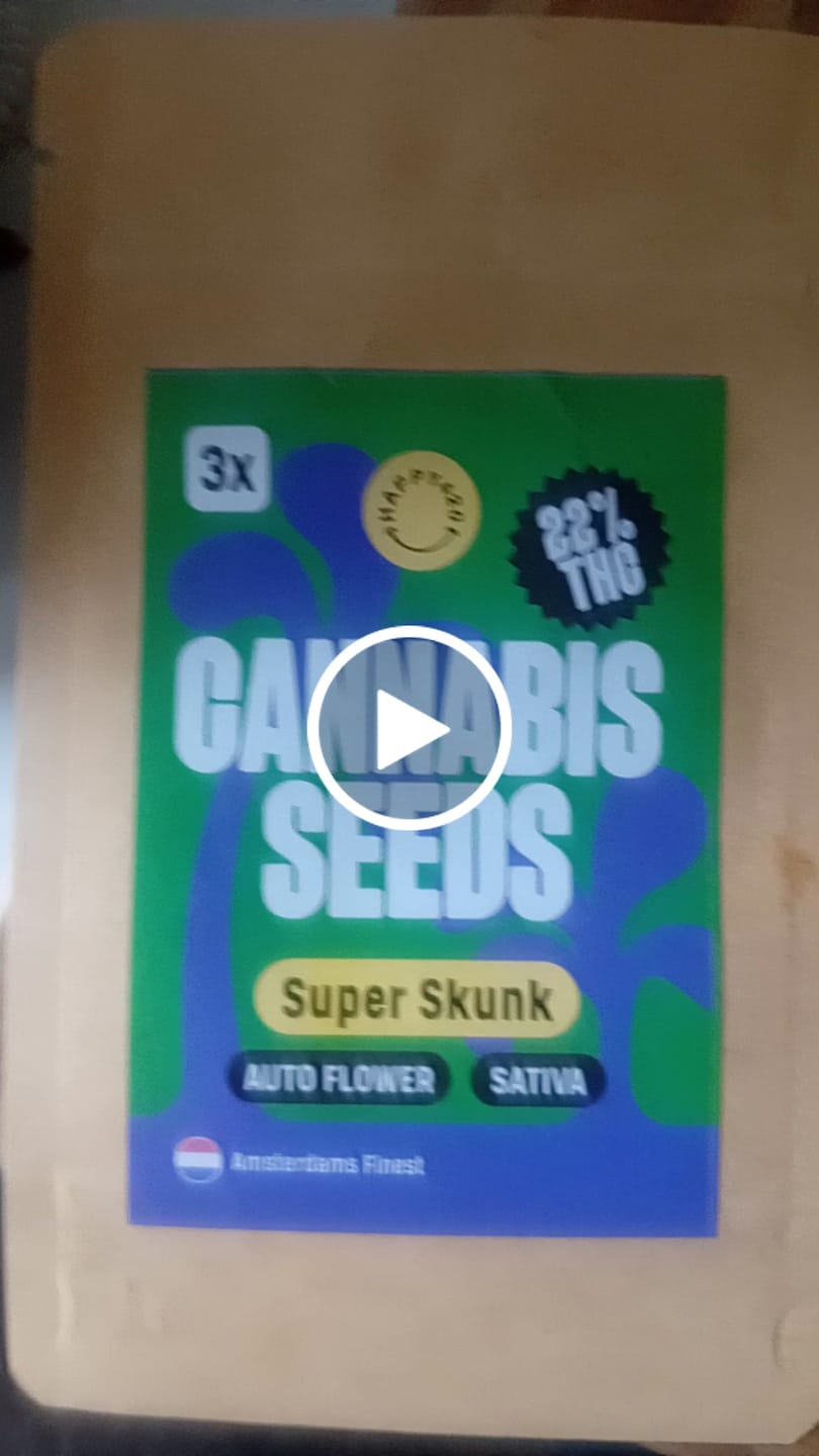 Customer video review of 🦨Amsterdams Finest Super Skunk 22% THC 🌱 auto flowering