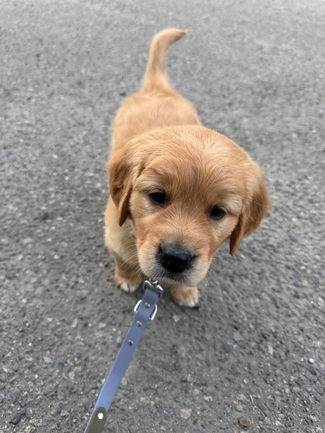 Customer photo review of Biothane Traffic Handle Dog Leash