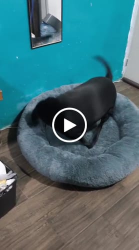 Customer video review of Cama Antiestrés para Perros