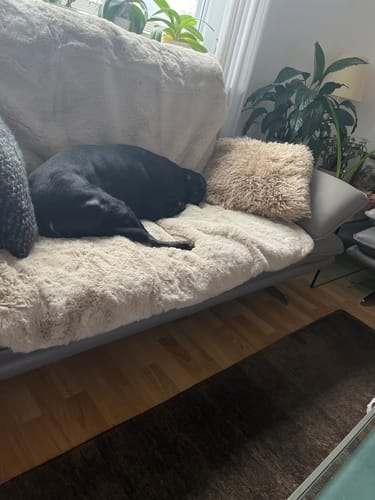Kundenbewertung mit Foto zu CAILY | Hundedecke & Sofaschutz – Wasserdicht, waschbar & super weich