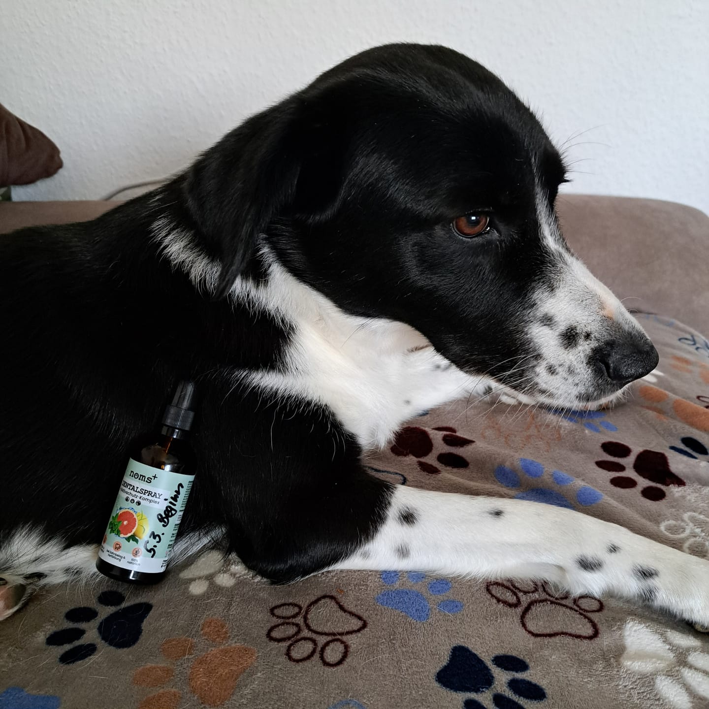 Customer photo review of Dentalspray bei Zahnstein für Hunde und Katzen