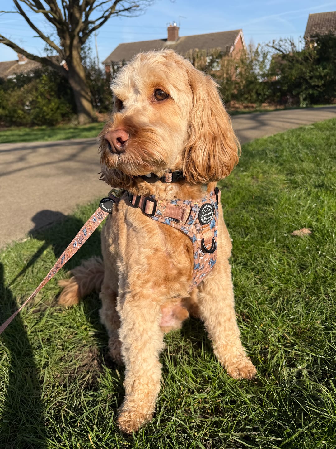 Customer photo review of Disney© Tough Trails™ Harness - Disney Dogs