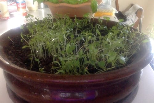 Customer photo review of All-Purpose Soil Mix
