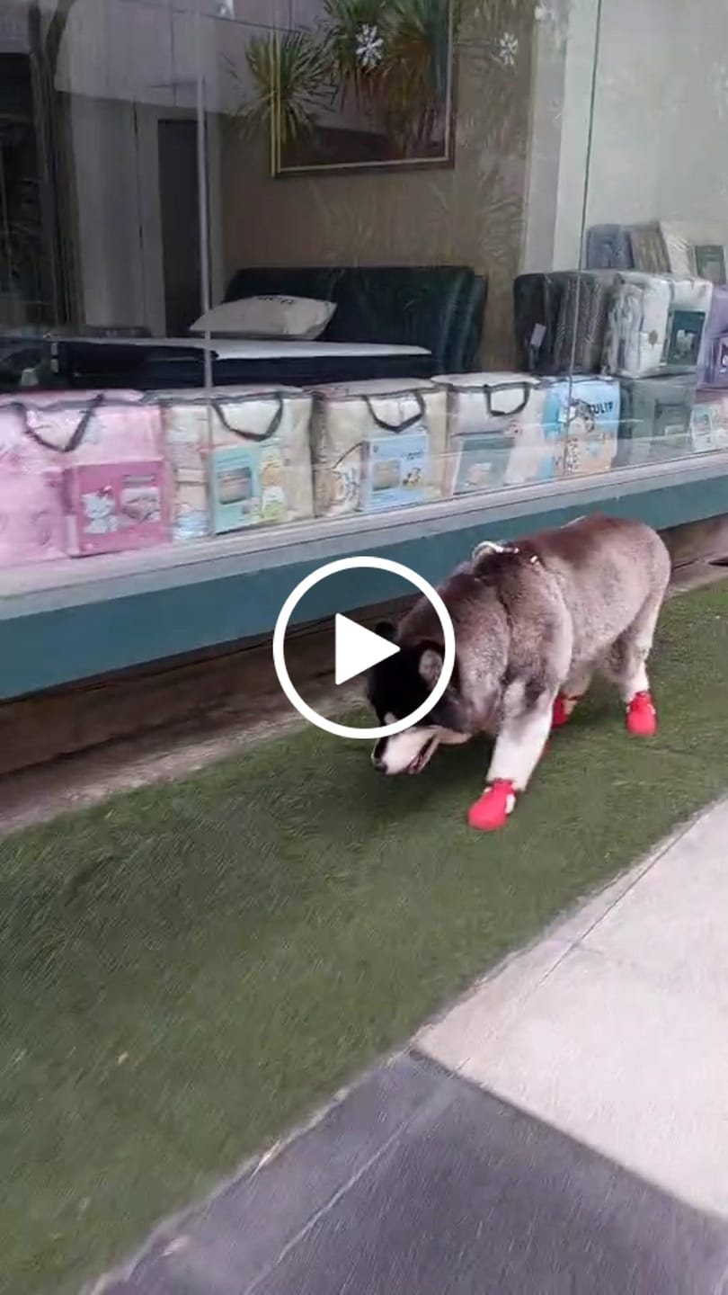 Customer video review of WagWellies® by wagwear