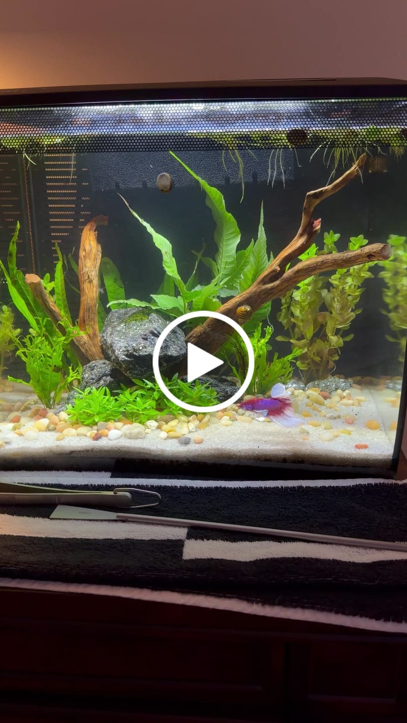Customer video review of Dumbo Lavender Halfmoon Male Betta Fish