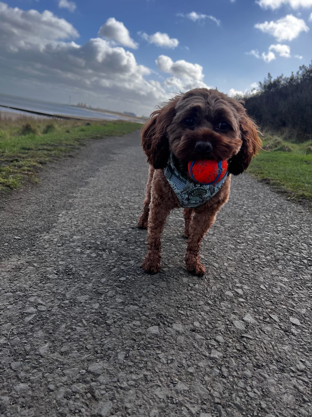 Customer photo review of Tough Trails™ Harness - Country Teal
