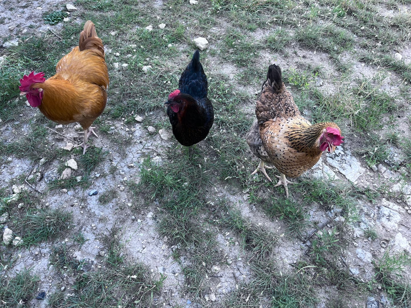 Customer photo review of Nesting Herbs - Natural Support for Clean Coops & Healthy Hens