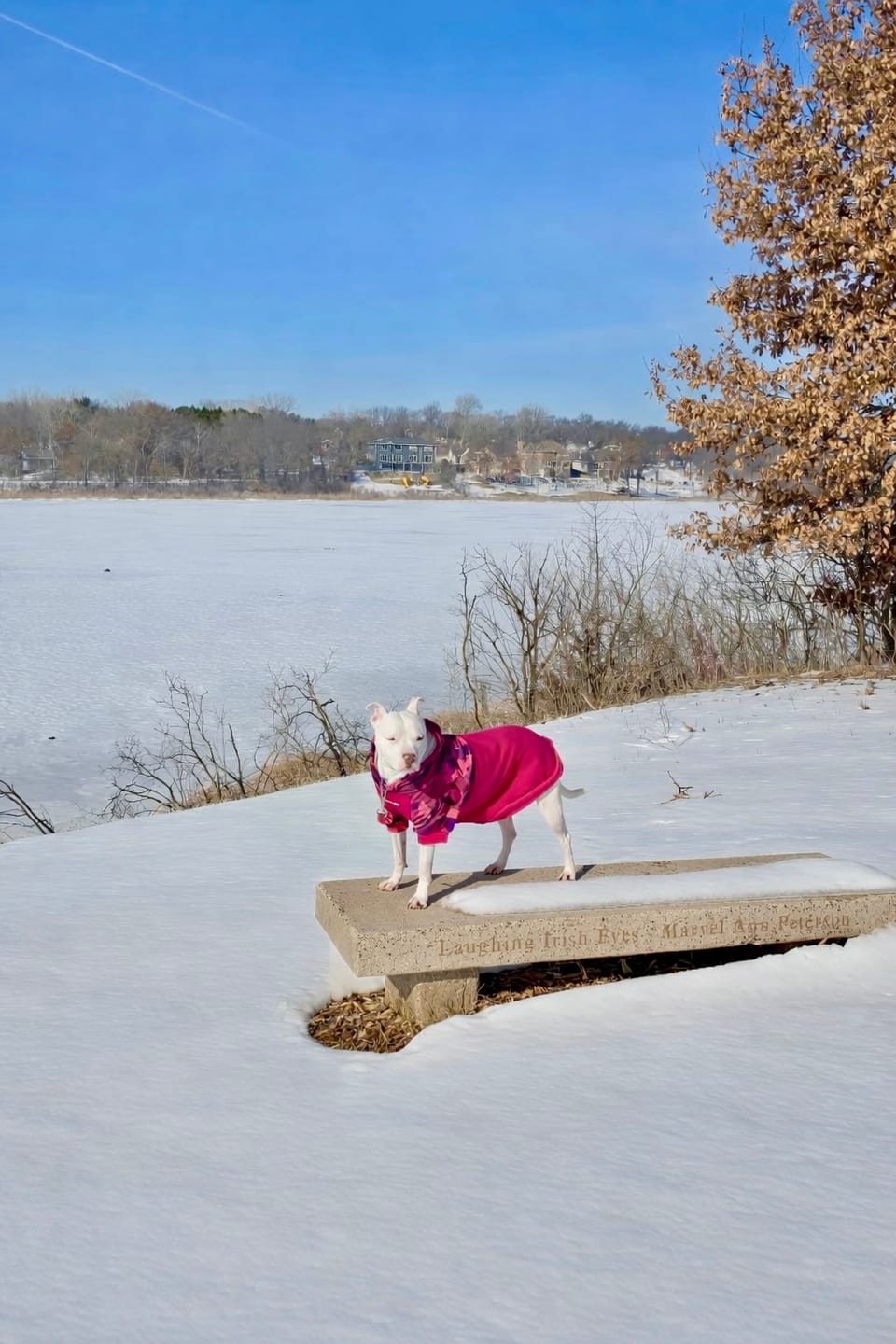 Customer photo review of Fuchsia Camo Dog Hoodie