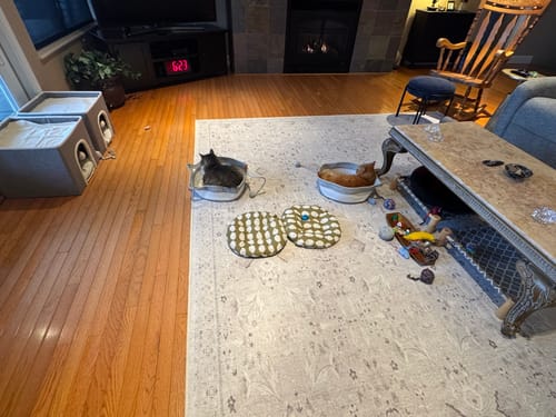 Customer photo review of Instinct Basket | Meet the first research-backed natural territory for indoor cats