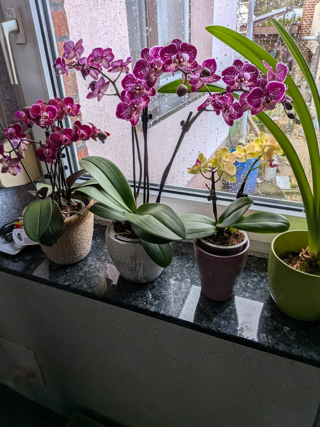 Customer photo review of Table Dance Lima mit gelb-gestreiften Blüten und 2 Rispen