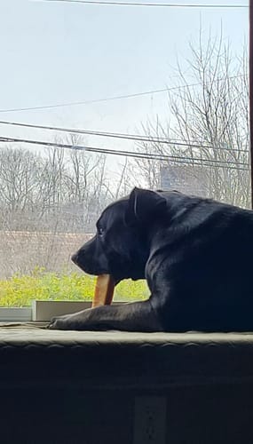Customer's black dog chewing a Himalayan Yak Cheese Chew while resting on a windowsill.