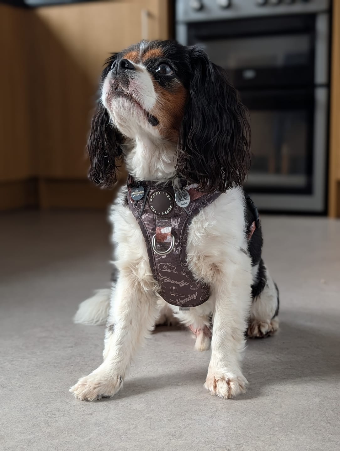 Customer photo review of 3-Click Tough Step-in Dog + Puppy Harness | Howdy Cowdog